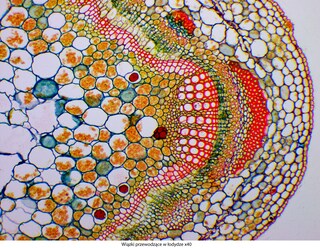 Mikroskop Delta Optical Genetic Pro Trino z akumulatorem