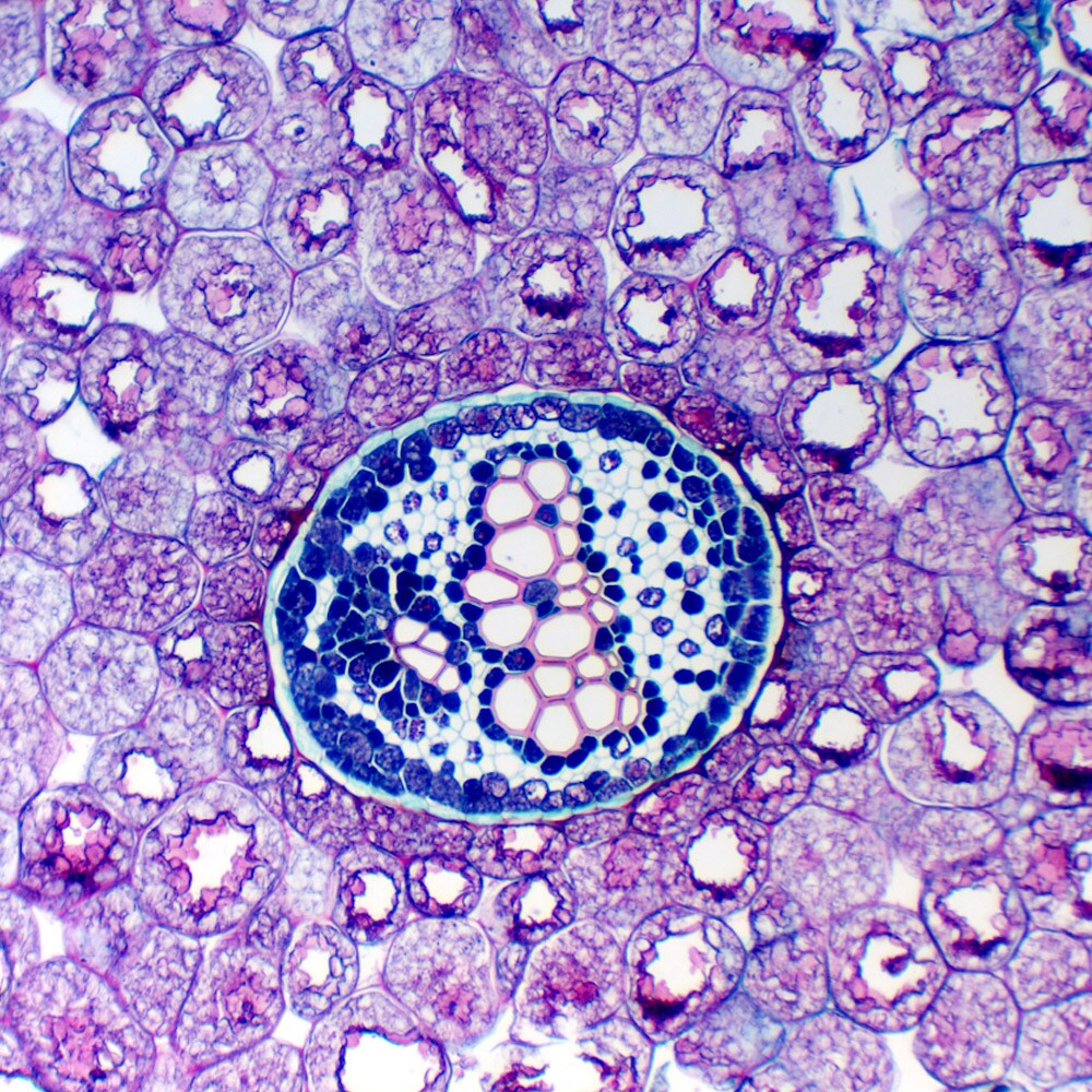 Mikroskop Delta Optical Genetic Trino