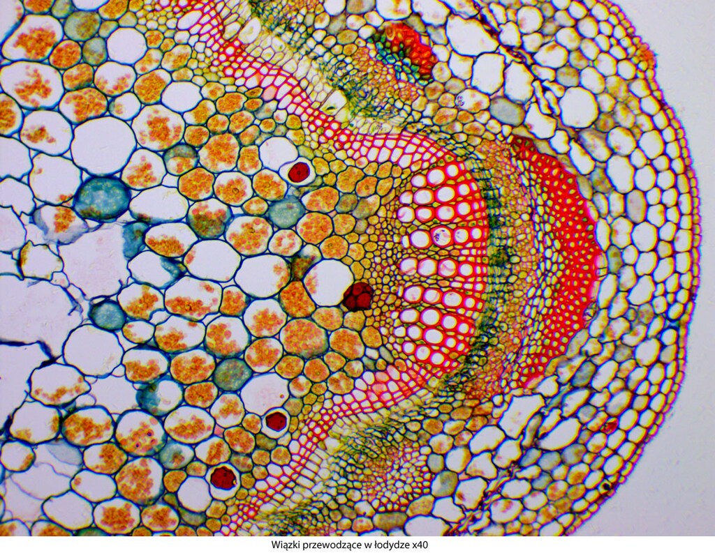 Mikroskop Delta Optical Genetic Pro Trino