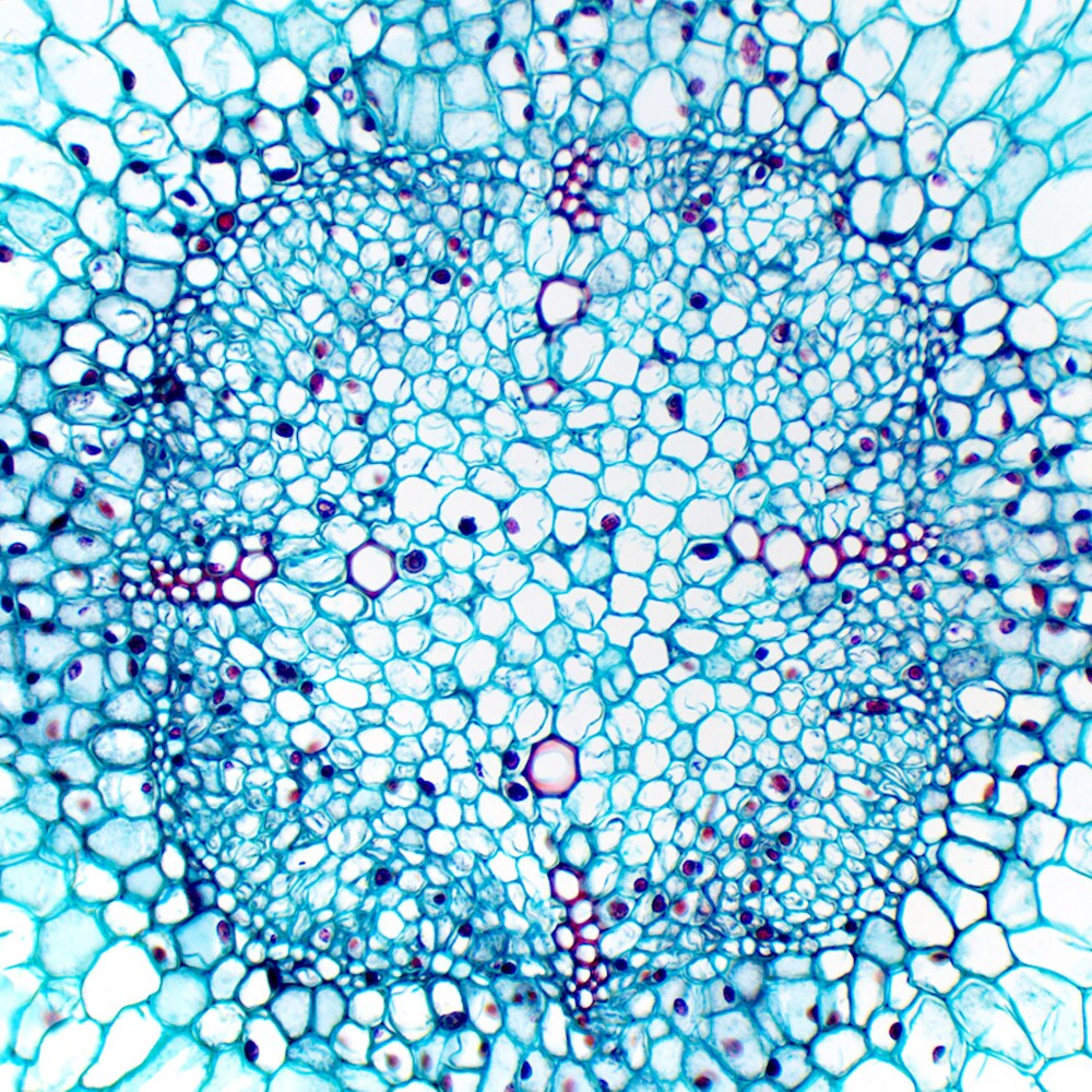 Mikroskop Delta Optical Genetic Trino