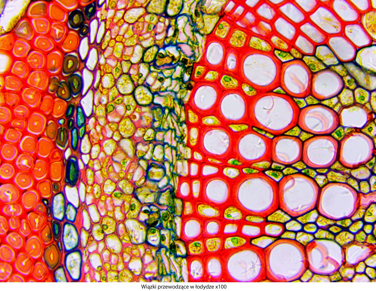 Mikroskop Delta Optical Genetic Pro Mono z akumulatorem
