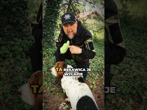 Rękawica Tick Mitt do usuwania kleszczy - Żółta