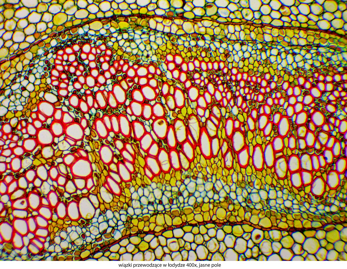 Mikroskop Delta Optical Genetic Pro Mono z akumulatorem